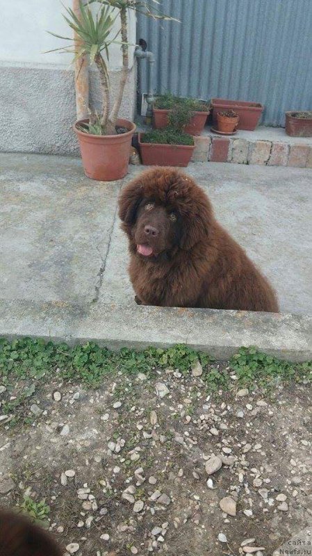 Фото: ньюфаундленд Brownblood MSK Avanti Darling Kid (Браунблад МСК Аванти Дарлинг Кид)