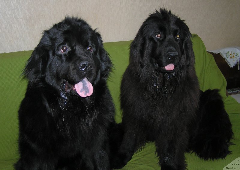 Фотография № 221664