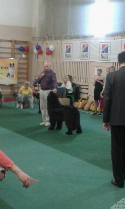 Фото: ньюфаундленд Noel Naslednitsa Vyatskiy Medved (Ноэль Наследница Вятских Медведей)