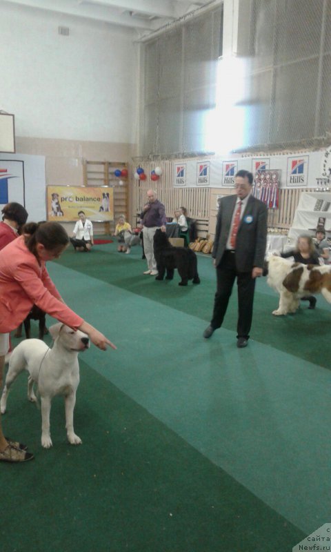 Фото: ньюфаундленд Noel Naslednitsa Vyatskiy Medved (Ноэль Наследница Вятских Медведей)