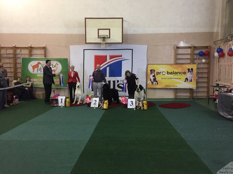 Фото: ньюфаундленд Noel Naslednitsa Vyatskiy Medved (Ноэль Наследница Вятских Медведей)