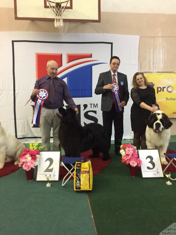 Фото: ньюфаундленд Noel Naslednitsa Vyatskiy Medved (Ноэль Наследница Вятских Медведей)