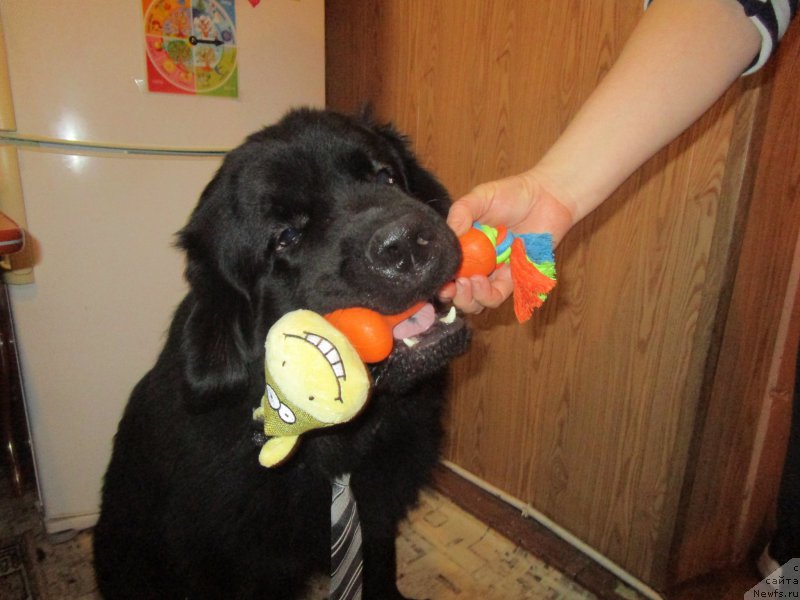 Фотография № 221682