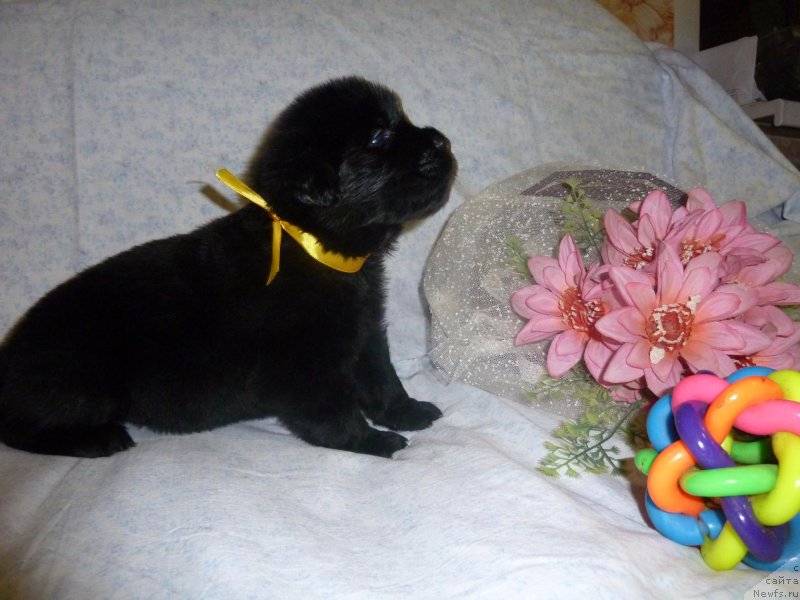 Фото: ньюфаундленд Dolce Vita Laskovyi Gigant