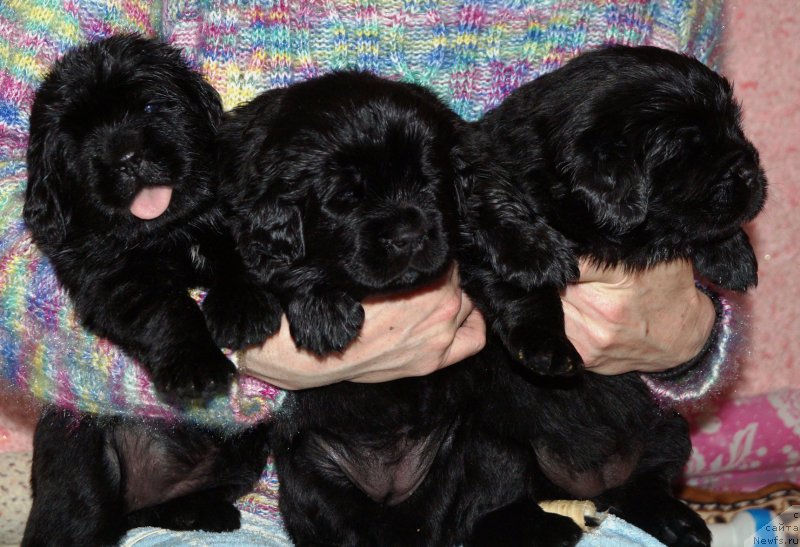 Фотография № 221686