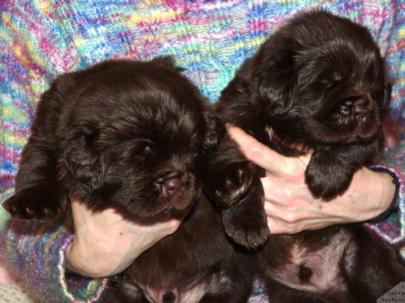 Фотография № 221687