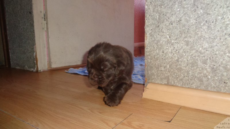 Фото: ньюфаундленд Apofeoz Bogov Zevs (Апофеоз Богов Зевс)