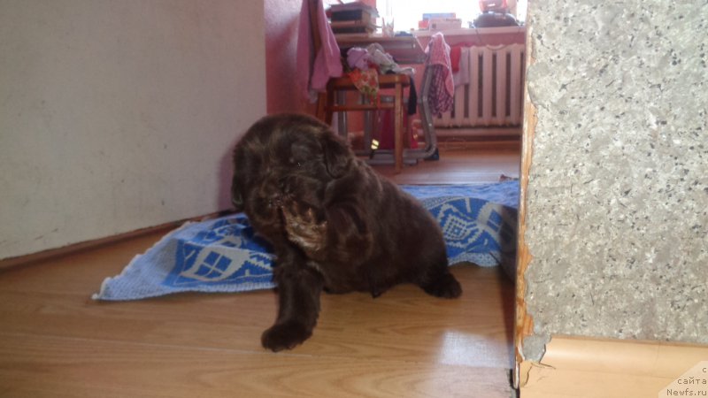 Фото: ньюфаундленд Apofeoz Bogov Zevs (Апофеоз Богов Зевс)