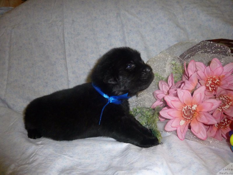 Фото: ньюфаундленд Dolce Vita Laskovyi Gigant