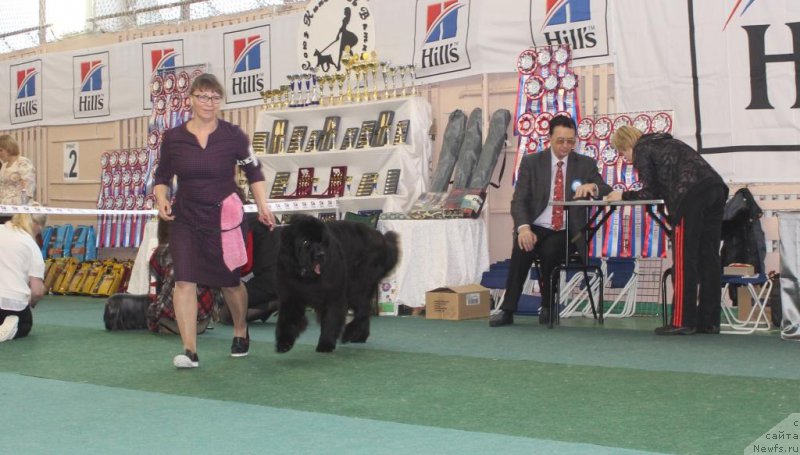 Фото: ньюфаундленд Daymond King (Даймонд Кинг)