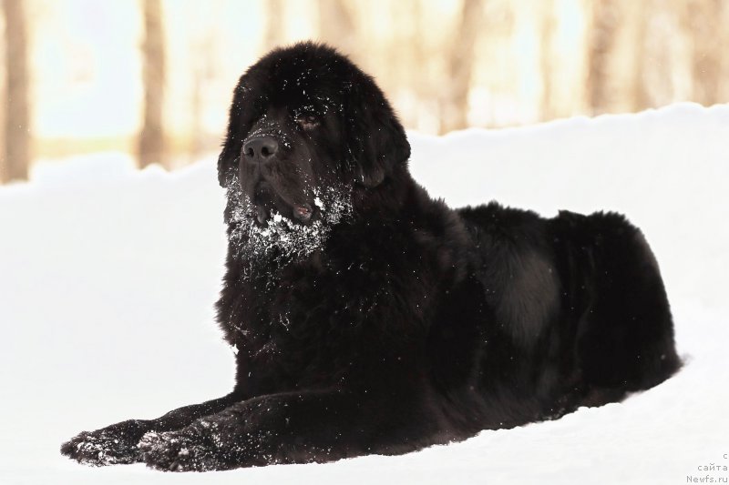 Фото: ньюфаундленд Chernaya Mafia Zend-Avesta (Черная Мафия Зенд-Авеста)