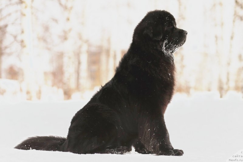 Фото: ньюфаундленд Chernaya Mafia Zend-Avesta (Черная Мафия Зенд-Авеста)