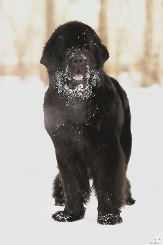 Фото: ньюфаундленд Chernaya Mafia Zend-Avesta (Черная Мафия Зенд-Авеста)