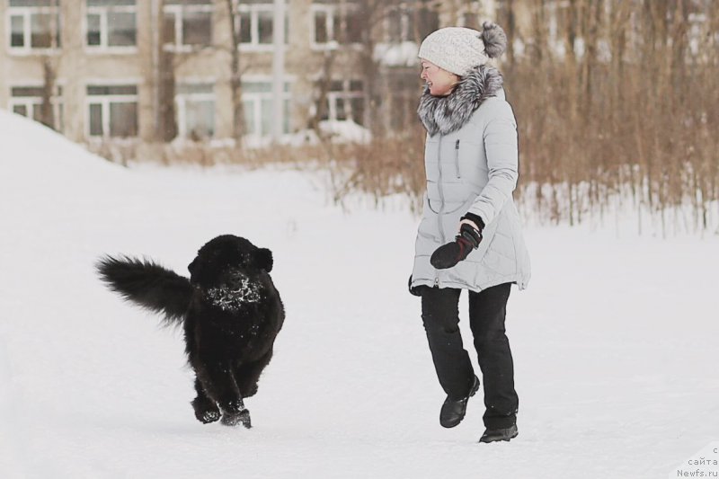 Фото: ньюфаундленд Chernaya Mafia Zend-Avesta (Черная Мафия Зенд-Авеста), Larisa Nosareva (Лариса Носарева)