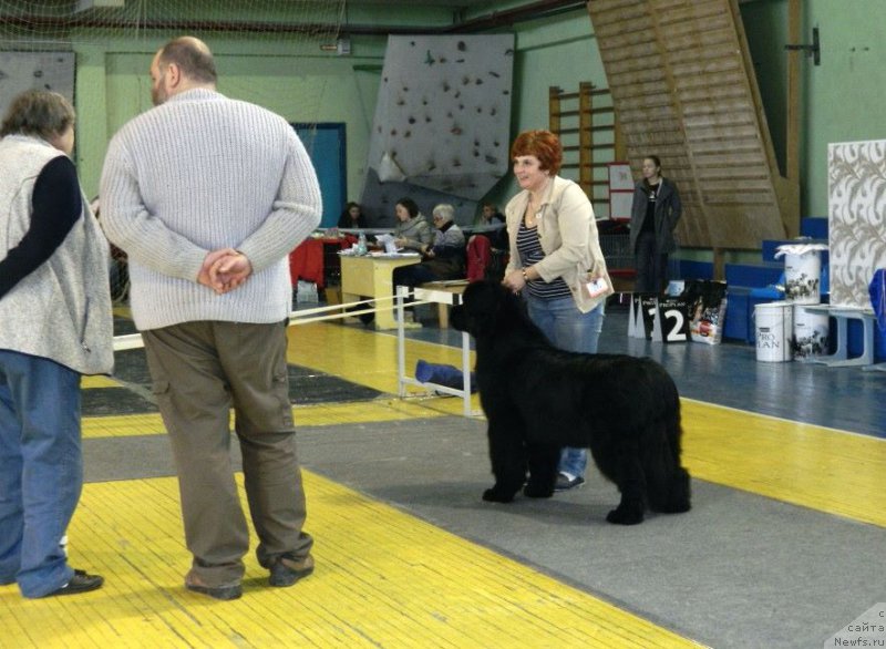 Фото: ньюфаундленд God's Handiwork Dinastiya Soverchenstva