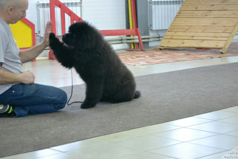 Фото: ньюфаундленд Sent Djons Exclusive (Сент Джонс Эксклюзив)