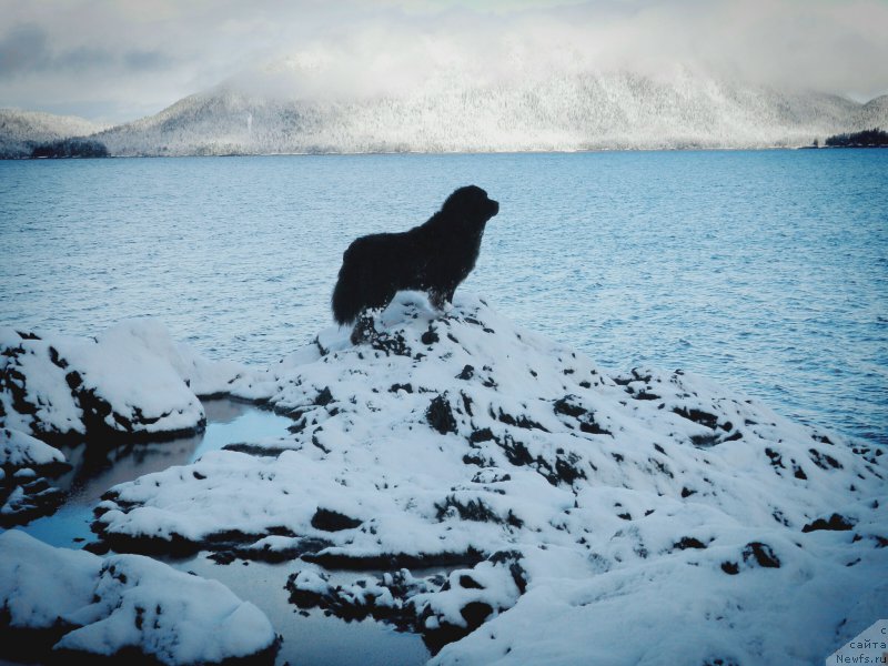 Фото: ньюфаундленд Chernaya Mafia Аngel Among Us (Черная Мафия Ангел Амонг Ус)