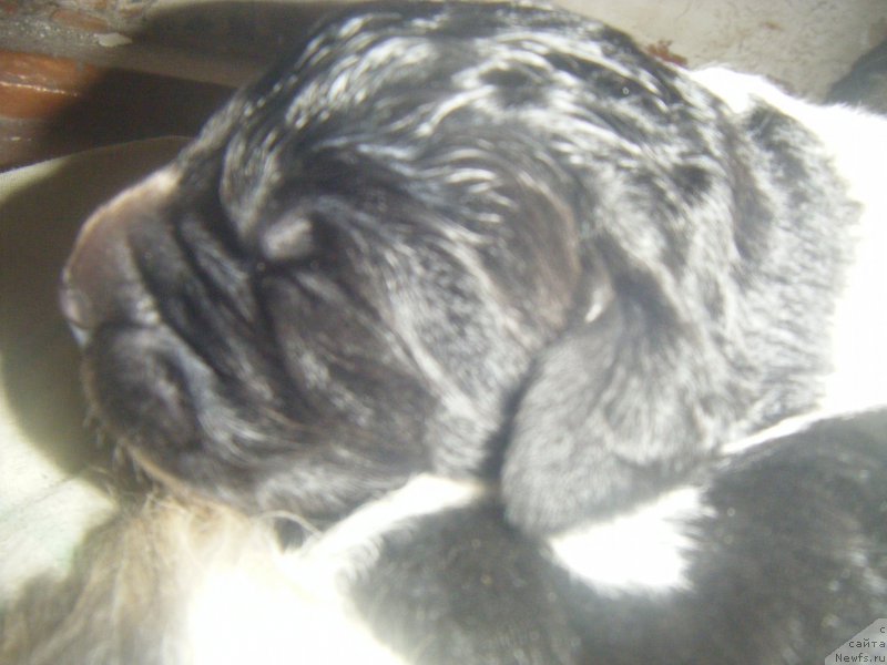 Фото: ньюфаундленд Bella Donna Barbaresco Super Mishka, ньюфаундленд Gelios Super Mishka