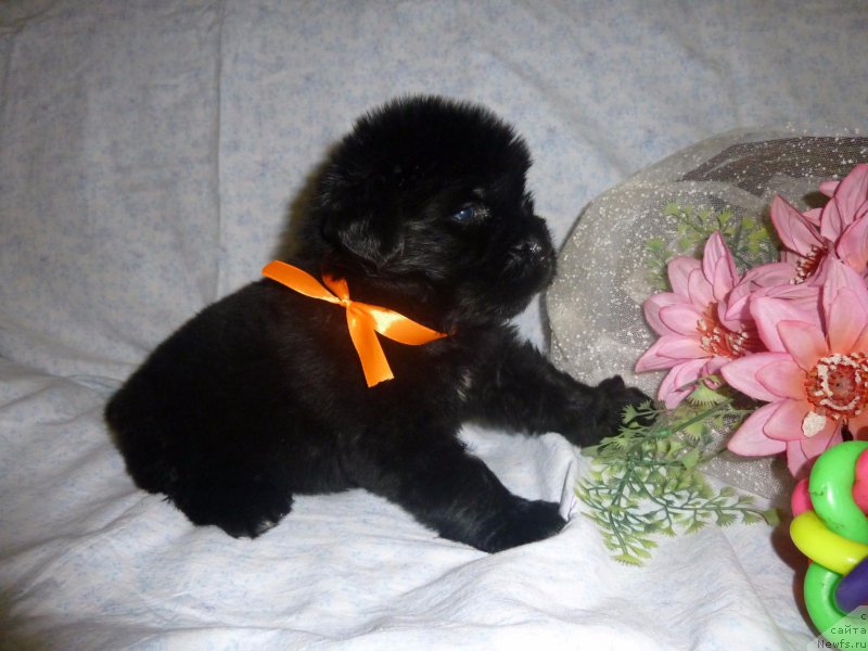 Фото: ньюфаундленд Dolce Vita Laskovyi Gigant