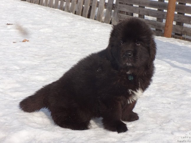 Фото: ньюфаундленд N'yufort Carskaya Doch' (Ньюфорт Царская Дочь)