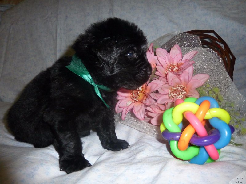 Фото: ньюфаундленд Dolce Vita Laskovyi Gigant