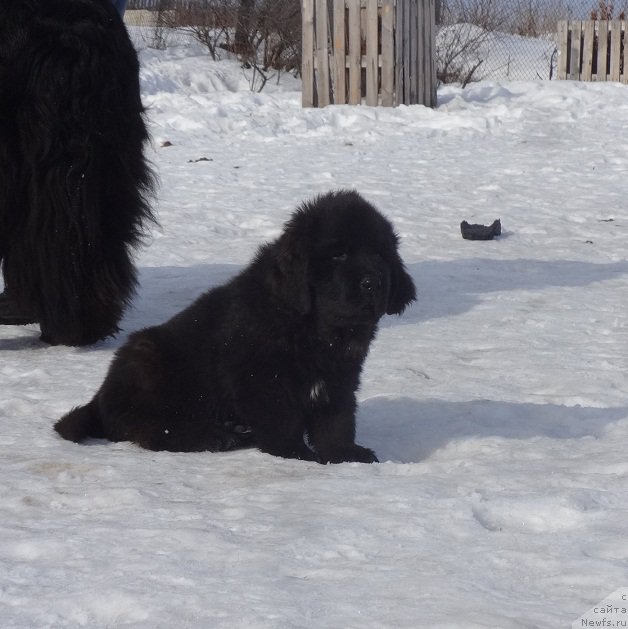 Фото: ньюфаундленд N'yufort Carskaya Doch' (Ньюфорт Царская Дочь)