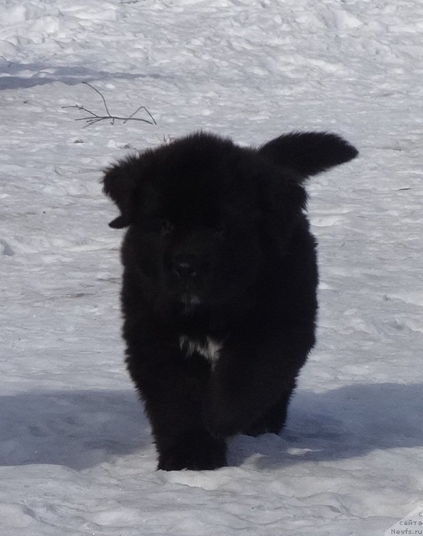 Фото: ньюфаундленд N'yufort Carskaya Doch' (Ньюфорт Царская Дочь)