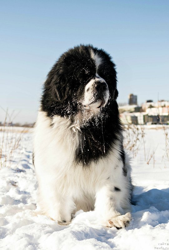 Фото: ньюфаундленд Fluffy Avalanch Surpassing All Expektations (Флюфи Аваланч Сурпассинг Алл Експестатионс)