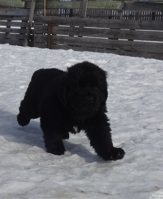 Фото: ньюфаундленд N'yufort Carskaya Doch' (Ньюфорт Царская Дочь)