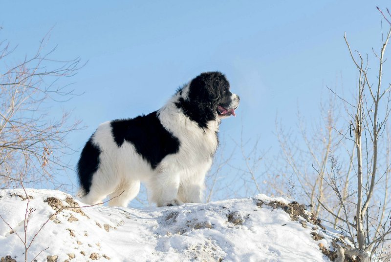 Фото: ньюфаундленд Fluffy Avalanch Surpassing All Expektations (Флюфи Аваланч Сурпассинг Алл Експестатионс)
