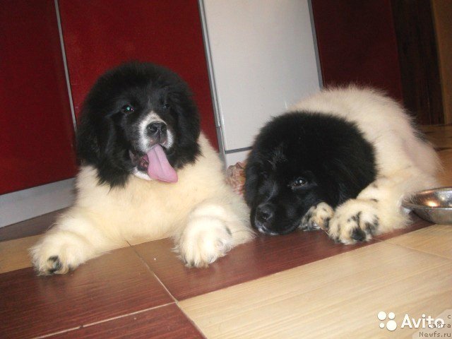 Фотография № 221788