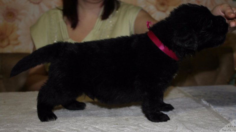 Фото: ньюфаундленд Dolce Vita Laskovyi Gigant