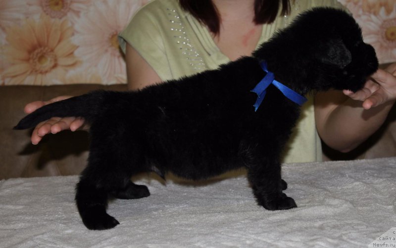 Фото: ньюфаундленд Dolce Vita Laskovyi Gigant