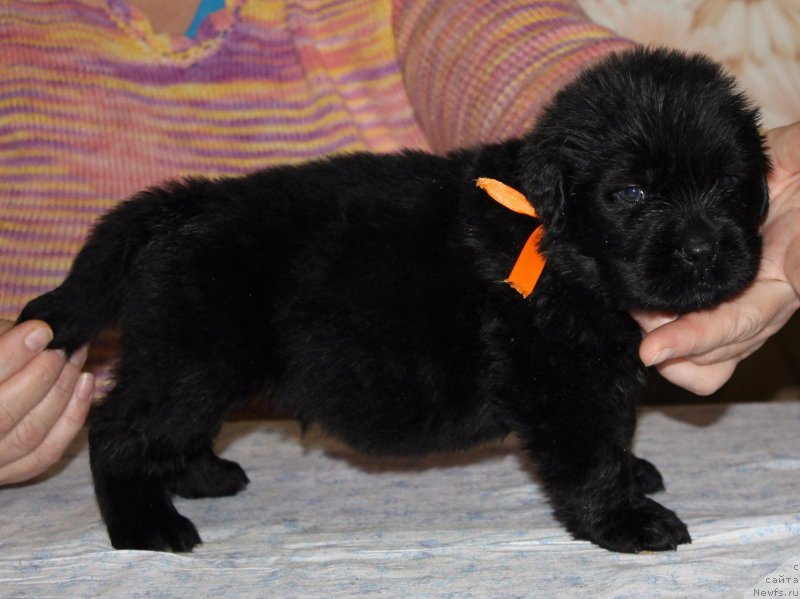 Фото: ньюфаундленд Dolce Vita Laskovyi Gigant