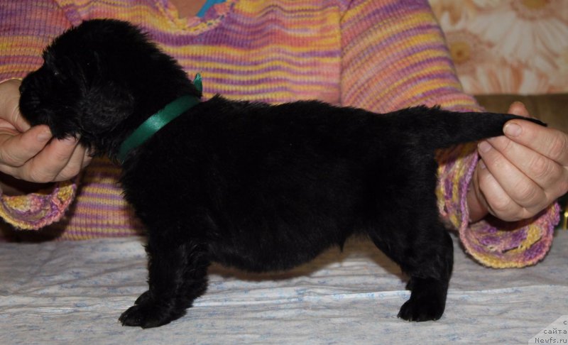 Фото: ньюфаундленд Dolce Vita Laskovyi Gigant
