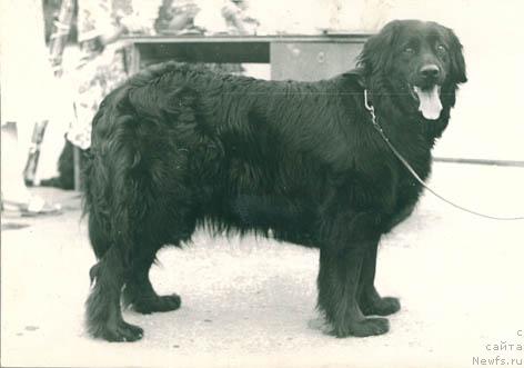 Фото: ньюфаундленд Lorina Pontus (Лорина Понтус)