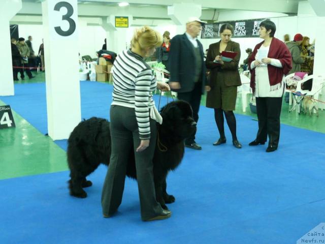 Фото: ньюфаундленд Moroz-Voevoda ot Sibirskogo Medvedya (Мороз-Воевода от Сибирского Медведя)