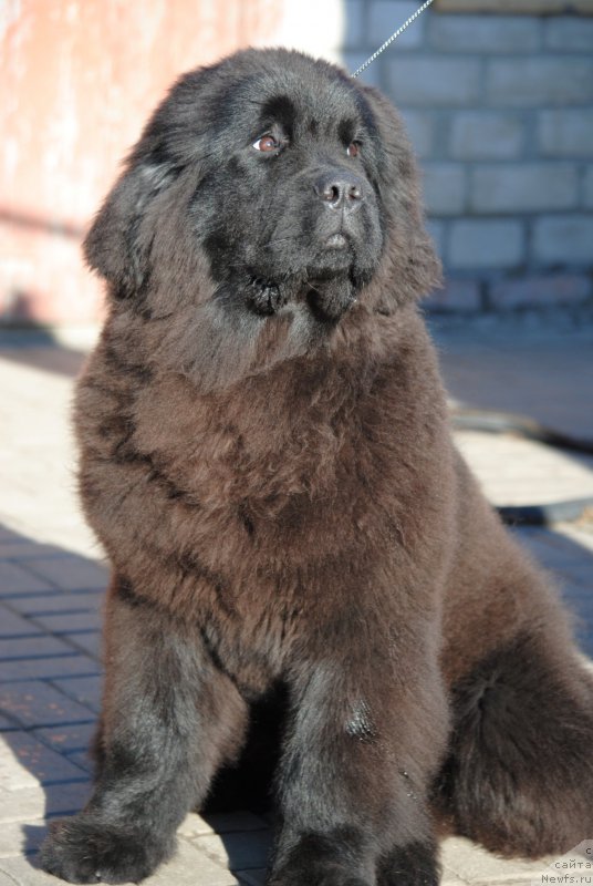 Фото: ньюфаундленд Moya Stikhiya Nastasya Krasa (Моя Стихия Настасья Краса)