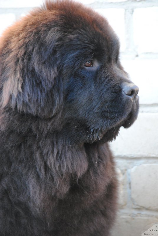 Фото: ньюфаундленд Moya Stikhiya Nastasya Krasa (Моя Стихия Настасья Краса)