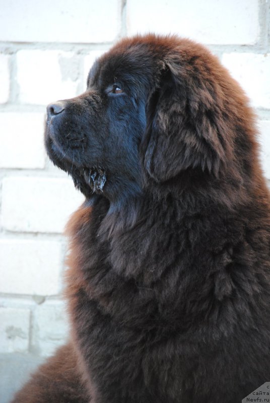 Фото: ньюфаундленд Moya Stikhiya Nastasya Krasa (Моя Стихия Настасья Краса)