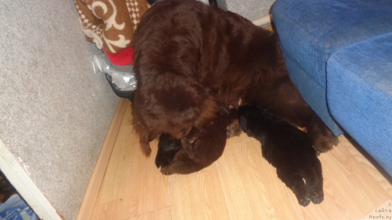 Фото: ньюфаундленд Hohotushka s Berega Dona (Хохотушка с Берега Дона)