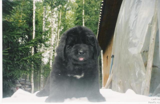 Фото: ньюфаундленд Blyek Princ (Блэк Принц)