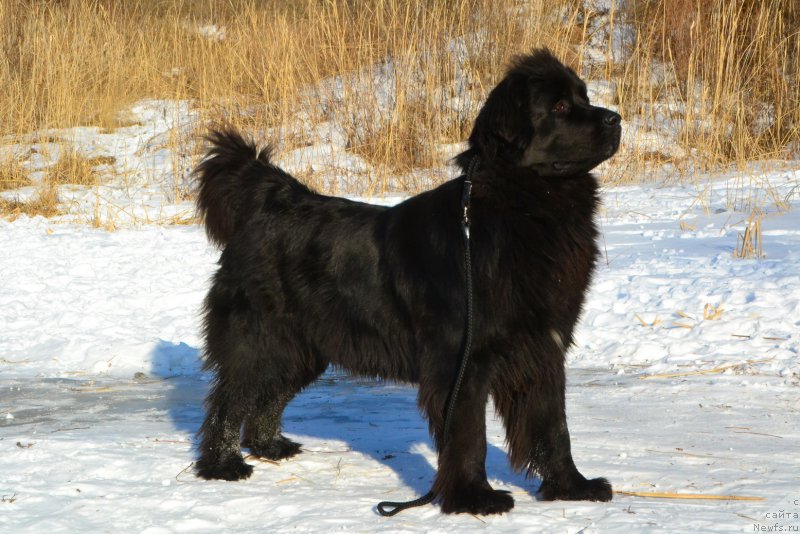 Фото: ньюфаундленд Russkaya Skazka (Русская Сказка)