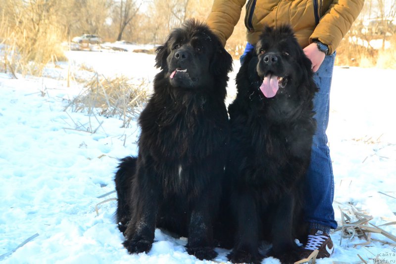 Фото: ньюфаундленд Russkaya Skazka (Русская Сказка), ньюфаундленд Talisman Morya Magiya Voln (Талисман Моря Магия Волн)