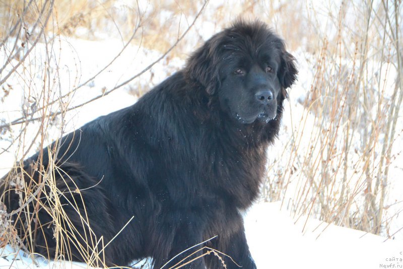 Фото: ньюфаундленд Russkaya Skazka (Русская Сказка)
