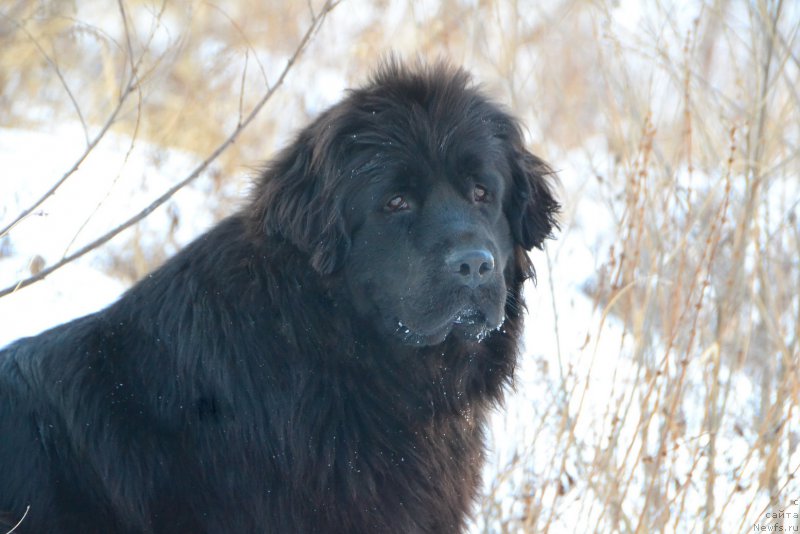 Фото: ньюфаундленд Russkaya Skazka (Русская Сказка)