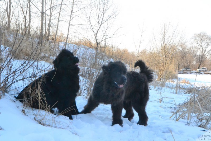 Фото: ньюфаундленд Russkaya Skazka (Русская Сказка), ньюфаундленд Talisman Morya Lyend Rover (Талисман Моря Лэнд Ровер)