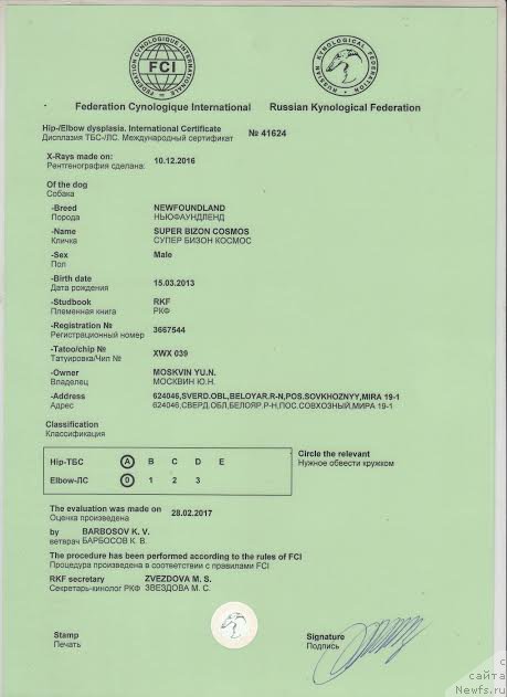 Фото: ньюфаундленд Super Bizon Cosmos (Супер Бизон Космос)