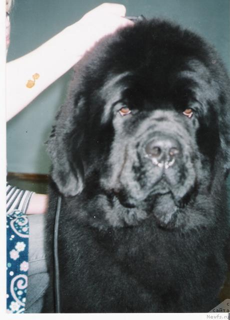 Фото: ньюфаундленд Plushevaya Panda Borislav (Плюшевая Панда Борислав)