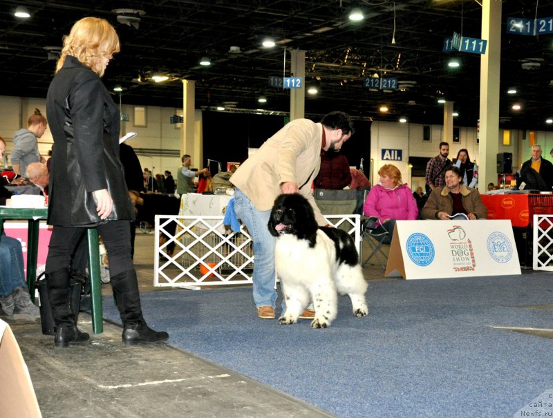 Фото: ньюфаундленд Pitern'yuf Dayr Stryeyts (Питерньюф Дайр Стрэйтс)